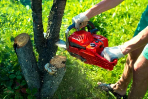 The Importance of Tree Removal Services for Safety